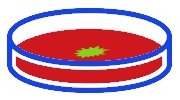 Boîte de Petri